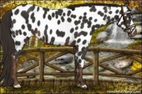 Horse Color:Liver Chestnut Near Leopard 
