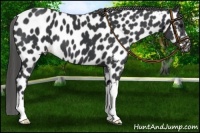 Horse Color:Black Near Leopard 