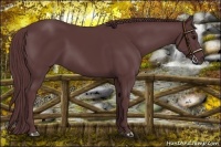 Horse Color:Chocolate Black Sabino