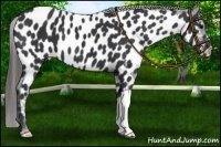 Horse Color:Black Appaloosa