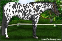 Horse Color:Black Near Leopard 