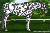 Horse Color:Black Appaloosa 