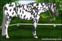 Horse Color:Black Near Leopard 
