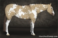 Horse Color:White Spotted Liver Red Dun 