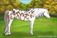 Horse Color:Buckskin Near Leopard