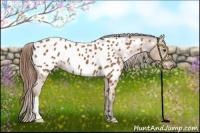 Horse Color:Buckskin Appaloosa