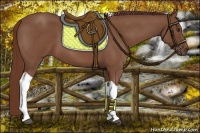 Horse Color:Red Roan Tobiano 