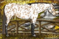 Horse Color:Buckskin Near Leopard 