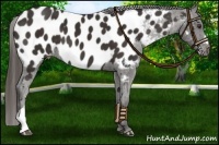 Horse Color:Liver Chestnut Appaloosa