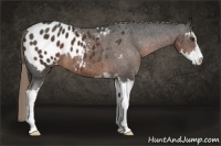 Horse Color:Liver Chestnut Sabino Appaloosa 