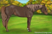 Horse Color:Liver Chestnut 