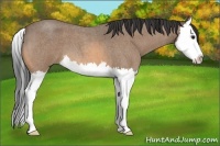 Horse Color:Buckskin Roan Splash 