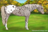 Horse Color:Liver Chestnut Appaloosa 