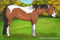 Horse Color:Bay Splash Tobiano 