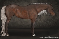Horse Color:Silver Bay 