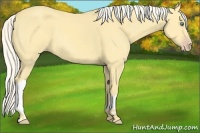 Horse Color:Silver Classic Cream Champagne Dun 
