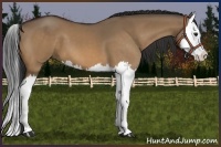 Horse Color:Bay Dun Splash 
