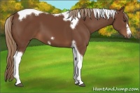 Horse Color:Chestnut Tobiano Frame