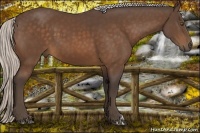 Horse Color:Silver Bay 