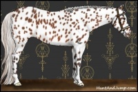 Horse Color:Silver Bay Appaloosa 
