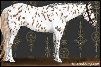 Horse Color:Chestnut Sabino Leopard 