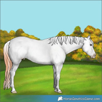 Horse Color:Brown Dun Tobiano Appaloosa 