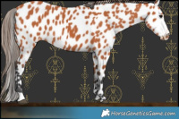 Horse Color:Bay Leopard 