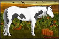 Horse Color:Smoky Black Splash Tobiano