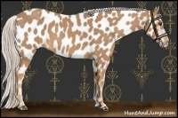Horse Color:Palomino Near Leopard 