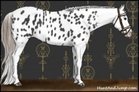 Horse Color:Smoky Black Near Leopard 
