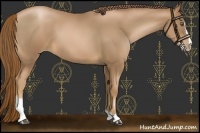Horse Color:Liver Chestnut Pearl Sabino 