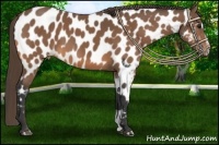 Horse Color:Buckskin Sabino Appaloosa