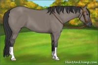 Horse Color:Grullo 