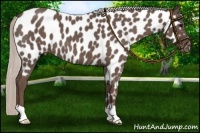 Horse Color:Silver Blue Roan Near Leopard 