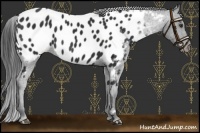 Horse Color:Liver Chestnut Appaloosa 