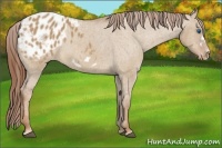 Horse Color:Red Dun Frame Appaloosa 