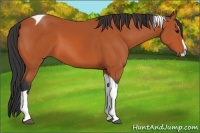 Horse Color:Bay Splash Tobiano