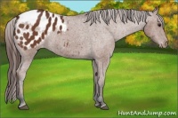 Horse Color:Bay Appaloosa 