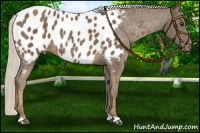 Horse Color:Chocolate Palomino Near Leopard 