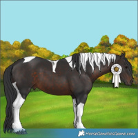 Horse Color:Brown Tobiano
