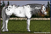 Horse Color:Black Splash Frame Appaloosa