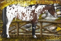Horse Color:White Spotted Bay Appaloosa 