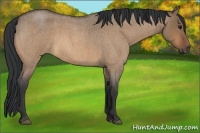 Horse Color:Bay Roan Dun 