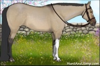 Horse Color:Bay Roan Dun 
