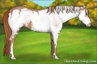 Horse Color:White Spotted Red Roan Splash Frame