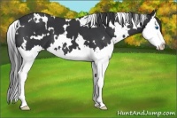 Horse Color:White Spotted Black Splash