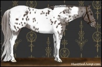 Horse Color:Liver Red Roan Tobiano Appaloosa 