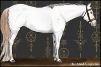 Horse Color:Bay Pearl Appaloosa 