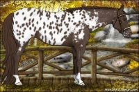 Horse Color:Liver Chestnut Appaloosa 