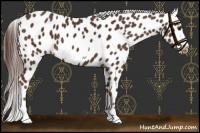 Horse Color:Liver Chestnut Frame Appaloosa